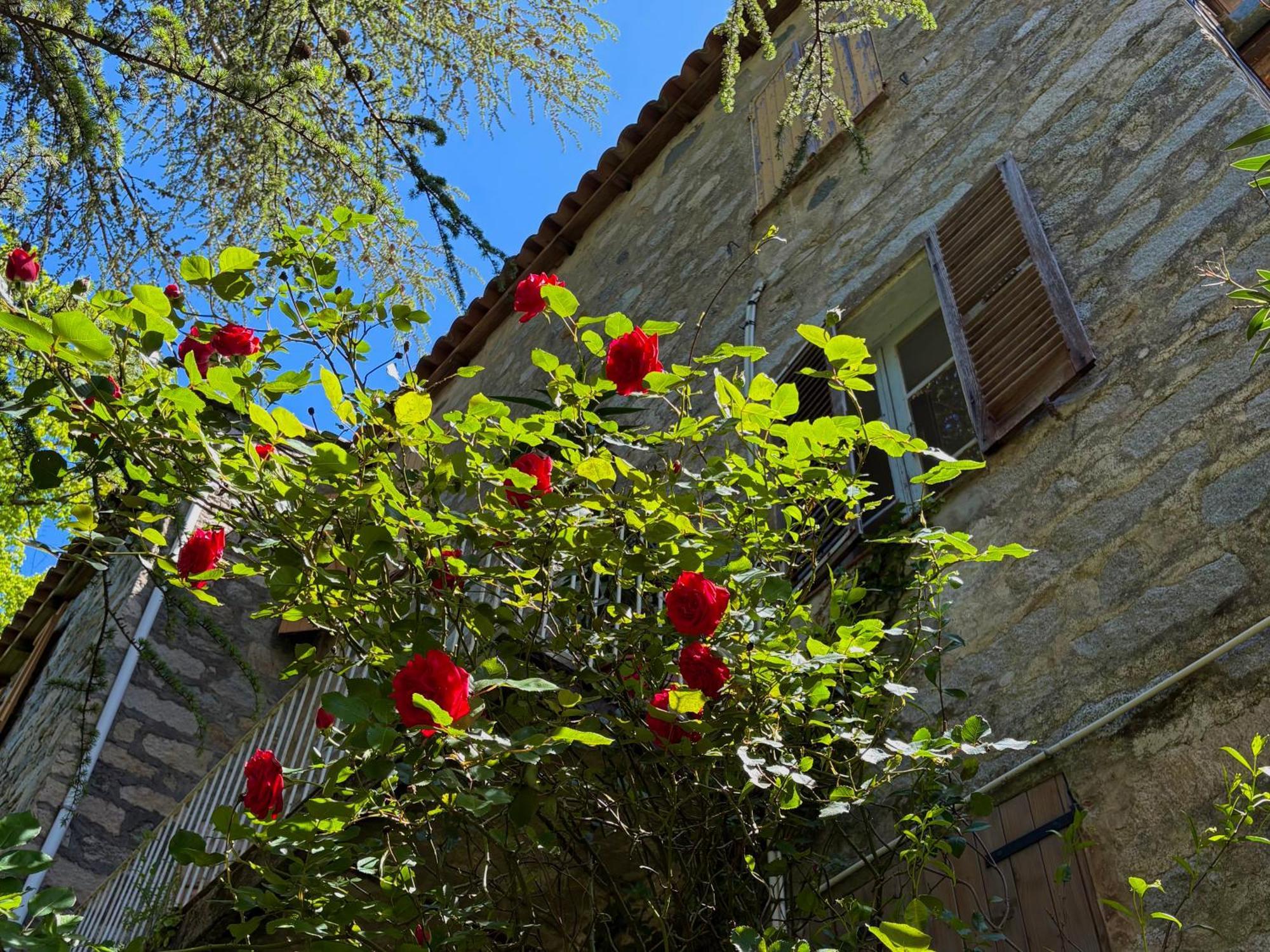 Housica & Co. Daire Ucciani Dış mekan fotoğraf
